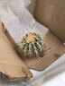 意軒仙人球金琥金虎盆栽室內多肉植物仙人掌類(lèi)室內辦公桌大號金琥盆栽 金琥仙人球直徑6-8cm 不含盆 曬單實(shí)拍圖