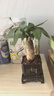 【帶盆高度約15-25cm】發(fā)財樹(shù)盆栽室內植物客廳辦公室吸甲醛好養 單桿發(fā)財樹(shù)+塑料四方舍得盆+小方底座 花盆直徑約8cm 曬單實(shí)拍圖