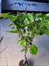 柿子樹(shù)苗爆甜嫁接火晶柿樹(shù)苗特大脆甜柿子樹(shù)苗盆栽地栽南北方種植 火晶柿子?五年苗?當年結果?高度90-1.1米 曬單實(shí)拍圖