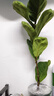 琴葉榕盆栽室內客廳大型綠植北歐大葉植物棒棒糖老樁四季好養花卉 大葉琴葉榕70-80cm高+原土盆1棵 曬單實(shí)拍圖