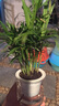 水培植物綠植盆栽室內客廳辦公室桌面小盆景花卉綠蘿發(fā)財樹(shù)好養活 【袖珍椰子】+簡(jiǎn)歐透明吸水盆 曬單實(shí)拍圖