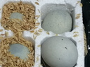 耕果妙無(wú)鉛工藝皮蛋精選土鴨蛋溏心流油特大松花蛋單枚70g+家庭年貨小菜 30枚 精選皮蛋松花蛋 曬單實(shí)拍圖