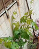 愛(ài)果趣葡萄樹(shù)苗當年結果陽(yáng)光玫瑰盆栽地栽特大巨峰帶葉爬藤南北方種植 高50-70cm（原盆原土） 【夏黑】種死補發(fā) 曬單實(shí)拍圖