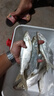 小柒家蠅 毒蚊飛蠅鉤路亞假餌白條馬口溪哥小翹嘴微物小魚手工精綁毛鉤子線組熒光若蟲鉤魚鉤仿生路亞餌 16號五混色（10枚）送助投器 曬單實拍圖