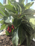 意軒貴籽朱砂根紅涼傘黃金萬(wàn)兩金玉滿(mǎn)堂富貴子客廳盆栽盆景帶果子 20-30厘米高【帶果子】 不帶盆 曬單實(shí)拍圖