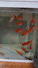 西洲曲金魚(yú)觀(guān)賞魚(yú)活魚(yú)魚(yú)苗冷水魚(yú)小型魚(yú)淡水魚(yú)好養耐活新手魚(yú)闖缸飼料魚(yú) 3-5cm草金混色10條送2條備損送魚(yú)食 曬單實(shí)拍圖