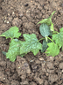 蔬菜苗秧苗大全帶土辣椒苗西紅柿苗番茄苗四季種植庭院陽(yáng)臺 不辣燈籠椒苗3顆帶土球 曬單實(shí)拍圖