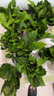 恰意綠蘿盆栽室內植物花卉綠植水培長(cháng)藤垂吊大葉綠籮新房家用凈化空氣 120#原裝自吸水10盆+10包肥【普惠裝】 曬單實(shí)拍圖