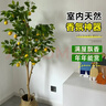 臨雅香水檸檬樹(shù)盆栽室內大型綠植物客廳陽(yáng)臺四季好養1.4m含盆源頭直發(fā) 曬單實(shí)拍圖
