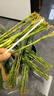 富貴竹粗桿帶根水培植物客廳水培土養水養好養活轉運盆栽綠植 帶根】富貴竹63-74厘米-8棵+送專(zhuān)用營(yíng)養粉 曬單實(shí)拍圖