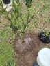 柚子樹(shù)苗紅心紅肉蜜柚嫁接三紅蜜柚果樹(shù)果苗南方北方種植當年結果 紅心蜜柚5年苗現挖帶土帶葉發(fā)貨（當年結果） 81cm(含)-110cm(含) 曬單實(shí)拍圖