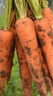 老品種非轉基因胡蘿卜新鮮蔬菜寶寶零食土蘿卜現挖帶土農家土蘿卜 5斤 曬單實(shí)拍圖