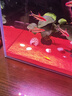 沃韋朗魚(yú)缸底砂造景沙化妝沙水草原生缸雨林沙子海沙黑河沙不渾水 沃韋朗 【免洗】拉林沙/5斤 曬單實(shí)拍圖