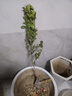 CHUANGSHIJI沙糖桔樹(shù)苗南方北方種植橘子樹(shù)苗柑桔果樹(shù)果苗嫁接砂糖地栽盆栽 3年苗 (當年結果 死苗包補) 81cm(含)-110cm(含) 曬單實(shí)拍圖