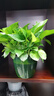 花翁 綠蘿盆栽180#原盆吸水4盆裝 新房裝修室內客廳花卉綠植源頭直發(fā) 曬單實(shí)拍圖
