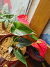 愛(ài)你一萬(wàn)年白掌一帆風(fēng)順盆栽帶花水培植物室內紅掌四季開(kāi)花適合懶 精品紅掌1-3朵花+原盆+營(yíng)養液 含盆 曬單實(shí)拍圖