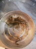 廣東黑殼蝦活體除藻魚(yú)套餐除藻蝦清潔蝦觀(guān)賞蝦草蝦魚(yú)缸活體免包郵 黑殼蝦包活60只+送40只備損共100 曬單實(shí)拍圖