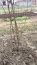 翩然紅富士蘋(píng)果樹(shù)果苗盆栽種植北方耐寒冰糖心嫁接苗庭院地栽蘋(píng)果樹(shù)苗 【紅富士】丨有疑問(wèn)可以咨詢(xún)客服 粗2cm高80cm左右丨原土球 曬單實(shí)拍圖