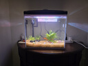 長(cháng)銳魚(yú)缸一體缸自循環(huán)免換水家用客廳桌面小型金魚(yú)缸超白玻璃養魚(yú)缸 超白CRV380標準款+水蘭青竹景（真水草） 曬單實(shí)拍圖