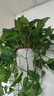 京悠雨綠蘿吊蘭水培盆栽室內除甲醛長(cháng)藤綠籮垂吊植物新房去甲醇凈化空氣 精品紅盆(1盆)送儲水盆 帶盆栽好 曬單實(shí)拍圖
