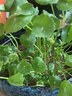 耘淘銅錢(qián)草水培植物水養草籽花卉室內盆栽金錢(qián)草四季好養活花種子籽孑 銅錢(qián)草種子5包約500粒 原裝 曬單實(shí)拍圖