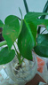 臨雅龜背竹水培植物盆栽室內客廳大葉老樁綠植辦公室大型天堂鳥(niǎo)好養活 水培開(kāi)背龜背竹50-60cm*2株 曬單實(shí)拍圖