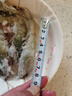 GUO LIAN國聯(lián)水產(chǎn)南美白對蝦沙特進(jìn)口鹽凍蝦厄瓜多爾加大號活蝦急凍蝦類(lèi) 【稀缺】沙特進(jìn)口大蝦大號 4斤(凈重) 曬單實(shí)拍圖