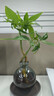 八芽發(fā)財樹(shù)小盆栽花卉水培植物客廳桌面綠植室內四季招財樹(shù)辦公室好養 雙桿發(fā)財樹(shù)-小藍瓶-含紫砂托 含盆 曬單實(shí)拍圖