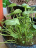 耘淘銅錢(qián)草水培植物水養草籽花卉室內盆栽金錢(qián)草四季好養活花種子籽孑 銅錢(qián)草種子5包約500粒 原裝 曬單實(shí)拍圖