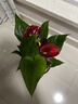花翁水培紅掌盆栽一帆風(fēng)順花卉植物源頭直發(fā) 特級紅掌3-6花(原盆） 曬單實(shí)拍圖