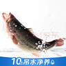 【吊水魚(yú)】鮮活大河鱸魚(yú)600/條 曬單實(shí)拍圖