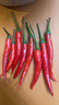 新鮮小米辣小米辣椒小米椒蔬菜小米辣鮮椒新鮮辣椒特辣巨辣紅辣椒 漳州巨辣（凈重240g）實(shí)惠嘗鮮 曬單實(shí)拍圖