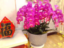 年宵花春節蝴蝶蘭組合盆栽綠植擺件室內裝飾年貨過(guò)年花卉鮮花植物 玫紅色系蝴蝶蘭【6花劍 帶花苞】+陶瓷花盆 曬單實(shí)拍圖