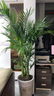 新房散尾葵鳳尾竹盆栽室內客廳大型綠植植物四季常青富貴椰花卉 散尾葵180-200CM8-12顆 【原土發(fā)貨】 曬單實(shí)拍圖