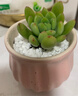 蘇墨的墨多肉植物室內小盆栽辦公室內桌面仙人球幼兒園花卉綠植仙人掌禮物 春萌+H1瓷盆+土+鋪面石 曬單實(shí)拍圖