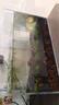坤寧王金晶超白玻璃魚(yú)缸40造景裸缸客廳桌面溪流缸一體缸水族箱40*23*25 曬單實(shí)拍圖
