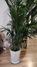 散尾葵大盆栽客廳大型綠植室內辦公室鳳尾竹盆景袖珍椰子花卉 袖珍椰子高1.3-1.6米+鉆石樹(shù)脂盆 曬單實(shí)拍圖