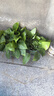 雙盟綠蘿盆栽除甲醛花卉綠植辦公室新房?jì)艋諝?120款10盆源頭直發(fā) 曬單實(shí)拍圖