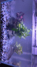 寵小俠水草植物魚(yú)缸真草造景生態(tài)全套擺件養魚(yú)增氧鋪底陰性水培凈化綠植 3杯隨機紅搭綠草【送種植環(huán)】 曬單實(shí)拍圖