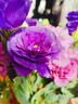 無(wú)刺玫瑰洋桔梗鮮切花插花捧花家庭水養云南昆明直發(fā)20-30個(gè)花苞 紫色 曬單實(shí)拍圖