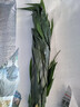 富貴竹水培植物客廳招發(fā)財竹子節節高綠蘿綠植盆栽花卉植物室內花 富貴竹61cm【10棵】送生根粉 曬單實(shí)拍圖