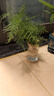 沭之美文竹水培植物綠植盆栽四季好養花卉 文竹+玻璃瓶+竹托 源頭直發(fā) 曬單實(shí)拍圖
