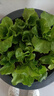 脆甜生菜秧苗帶土耐熱耐寒玻璃奶油生菜秧沙拉菜苗四季盆栽蔬菜苗 速生脆甜生菜苗30顆【20天吃菜】 曬單實(shí)拍圖