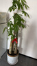 臨雅步步高招財樹(shù)植物大型發(fā)財樹(shù)盆栽喬遷開(kāi)業(yè)1.6-1.8m金邊盆源頭直發(fā) 曬單實(shí)拍圖