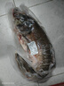 微山湖野生胖頭魚(yú)花鰱鳙魚(yú)新鮮活魚(yú)現殺凈膛漁民捕撈 微山湖胖頭魚(yú) 5斤/條（宰殺后15-20%損耗） 曬單實(shí)拍圖