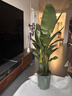 臨雅特級天堂鳥(niǎo)盆栽大型辦公室內客廳書(shū)房新房高級感大葉綠植物吸甲醛 【旗艦款】天堂鳥(niǎo)1.4-1.6米+原盆 曬單實(shí)拍圖