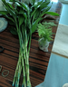 年宵花富貴竹春節水養花卉轉運竹水培植物盆栽過(guò)年裝飾年貨綠植 10枝-80cm富貴竹 標準 曬單實(shí)拍圖