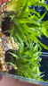 森悠（SARYOR）南美青竹坨草水竹水下葉魚(yú)缸造景定植水草植物陰性溪流缸懶人新手 南美青竹坨草3個(gè)【自帶水草泥 入缸即活】 曬單實(shí)拍圖