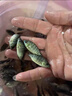 羅非魚(yú)苗特大種脆肉新吉富全雄性羅非魚(yú)活體淡水養殖食用單性魚(yú)苗 羅非魚(yú)苗3-5公分 30條送10%防損 曬單實(shí)拍圖