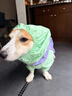 嬉皮狗（hipidog）全包撞色柯基沖鋒雨衣中小型犬臘腸犬四腳狗狗雨衣雨天寵物狗衣服 塞倫紫【卡碼建議拍大】 2XL （建議體重30-38斤） 曬單實(shí)拍圖